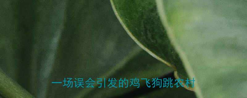 农村大爷用石块扔公鸡的爆笑故事一场误会引发的鸡飞狗跳农村搞笑段子
