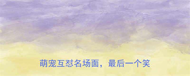 爆笑小狗VS老虎吵架现场实录萌宠互怼名场面最后一个笑出眼泪