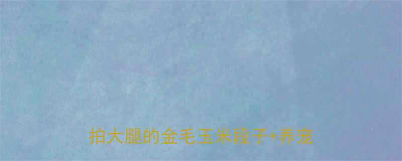 金毛犬吃玉米搞笑合集10个让人拍大腿的金毛玉米段子养宠避坑指南